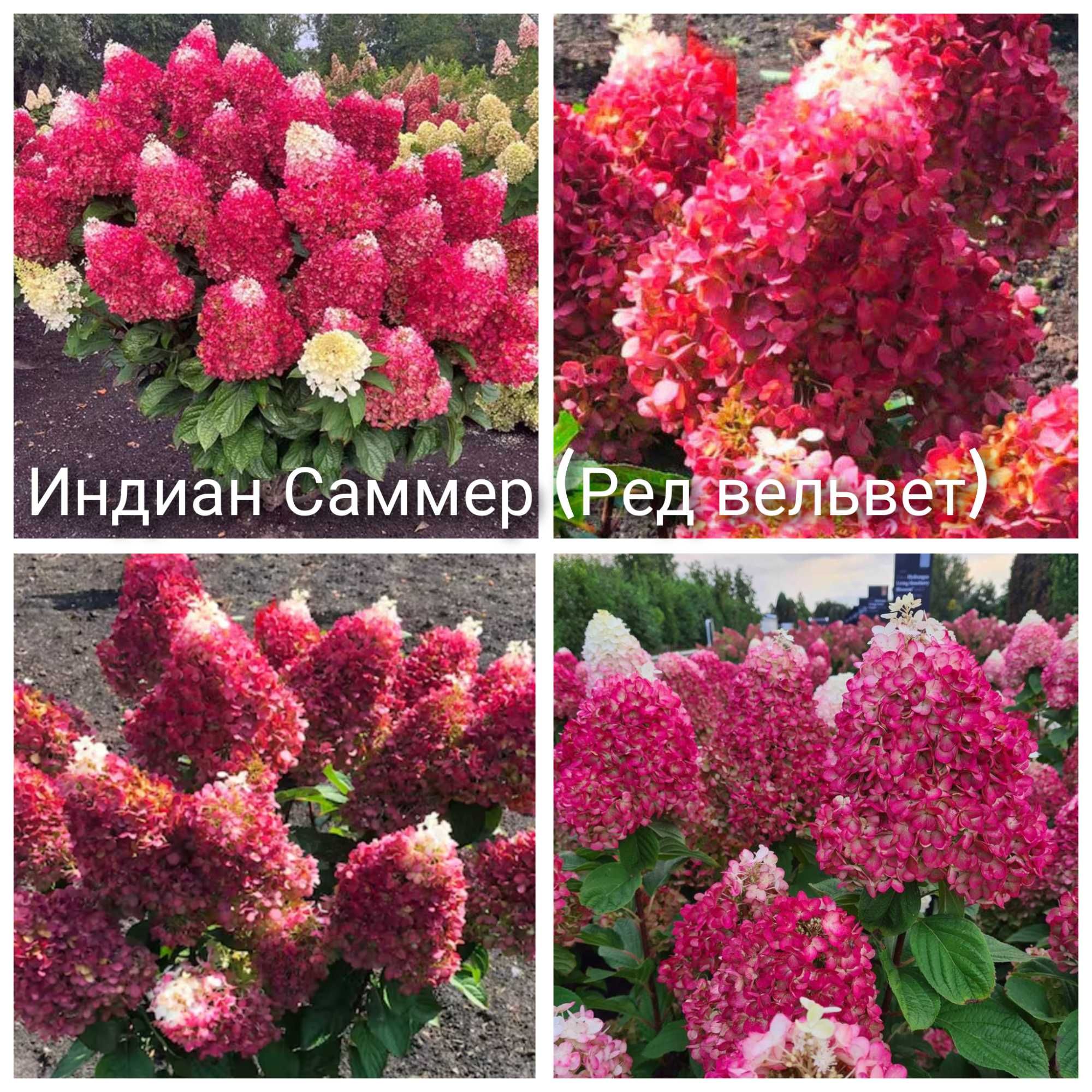 Самарская Лидия гортензия метельчатая зимостойкая