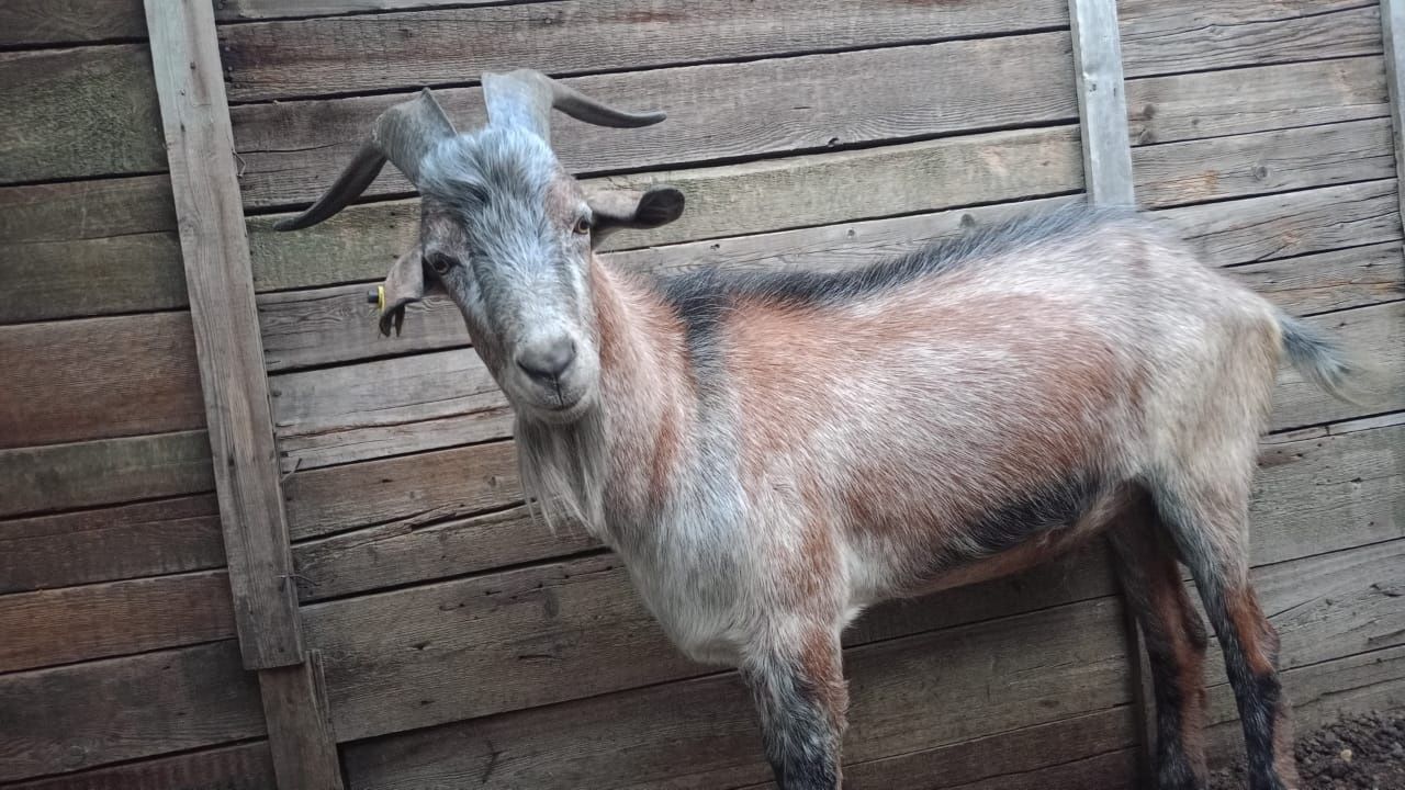 Продам козла и козу дойною