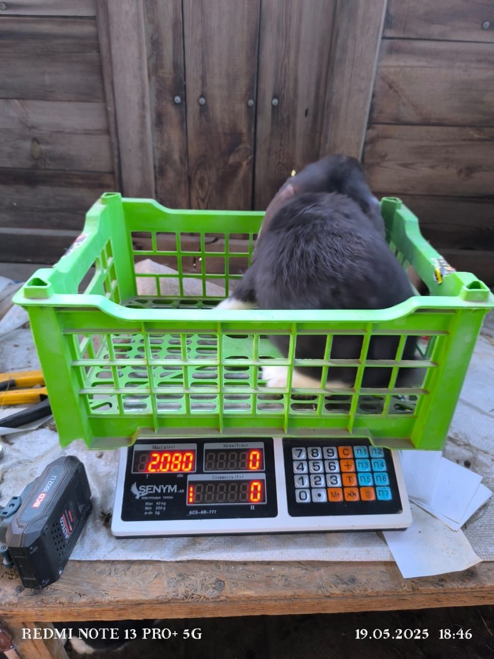 Продам чистокровных кроликов