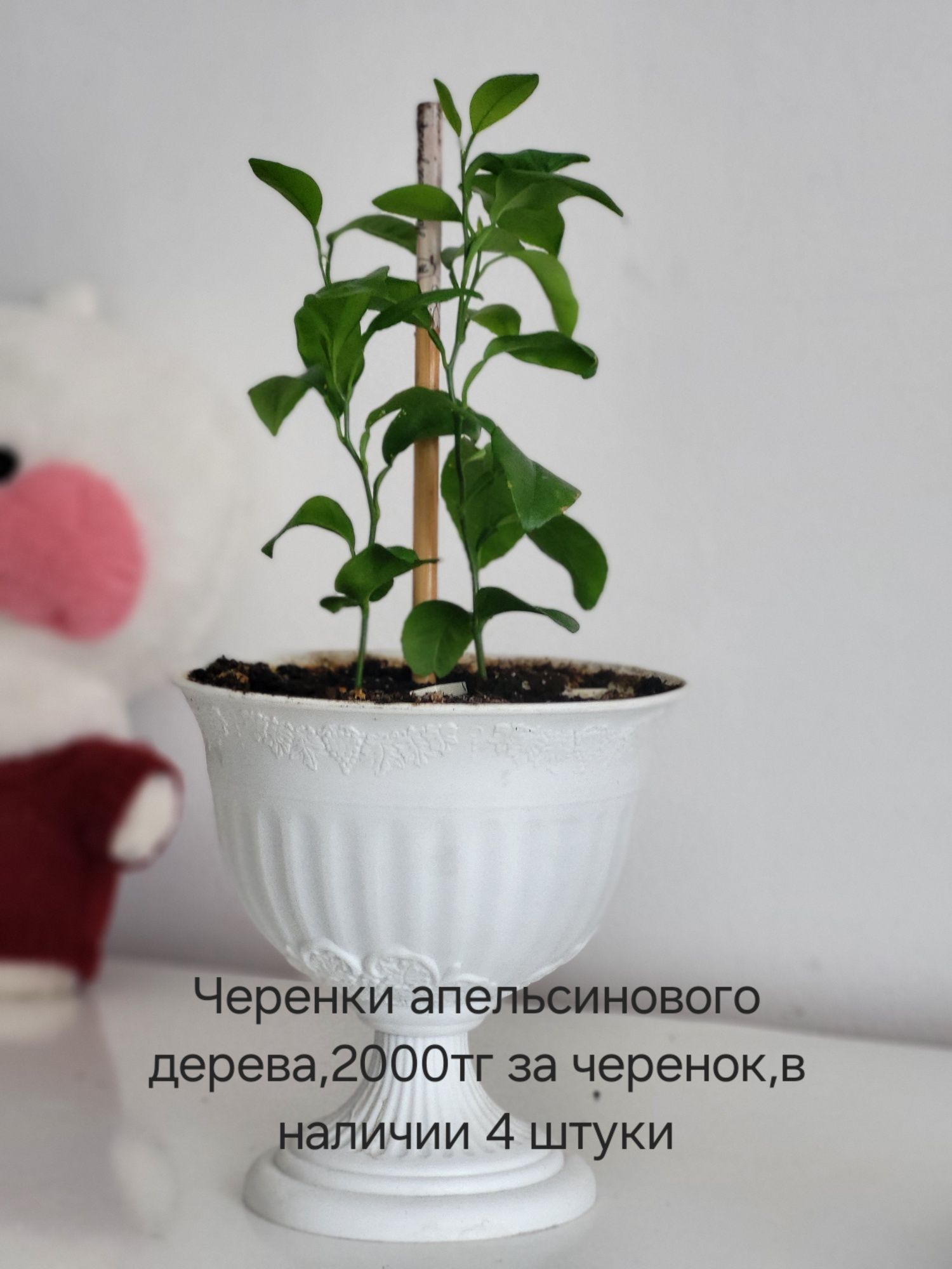 Продам цветы,все цены разные