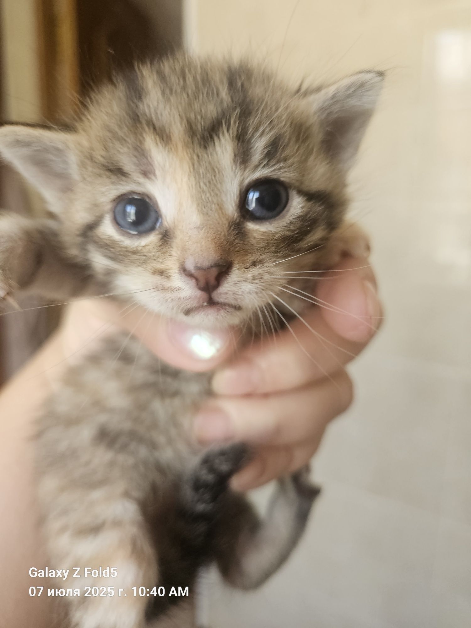 Отдам котят в хорошие руки