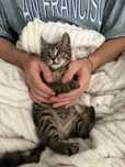 Котенок мальчик 1,5 мес