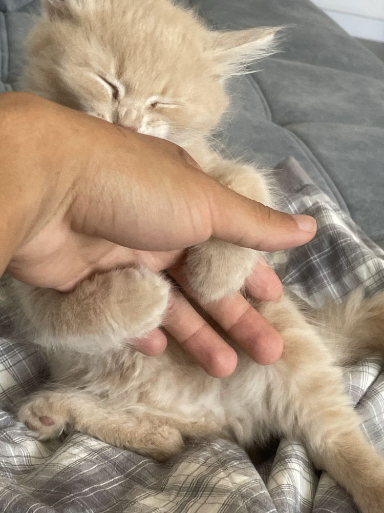Котенок мейн-куна