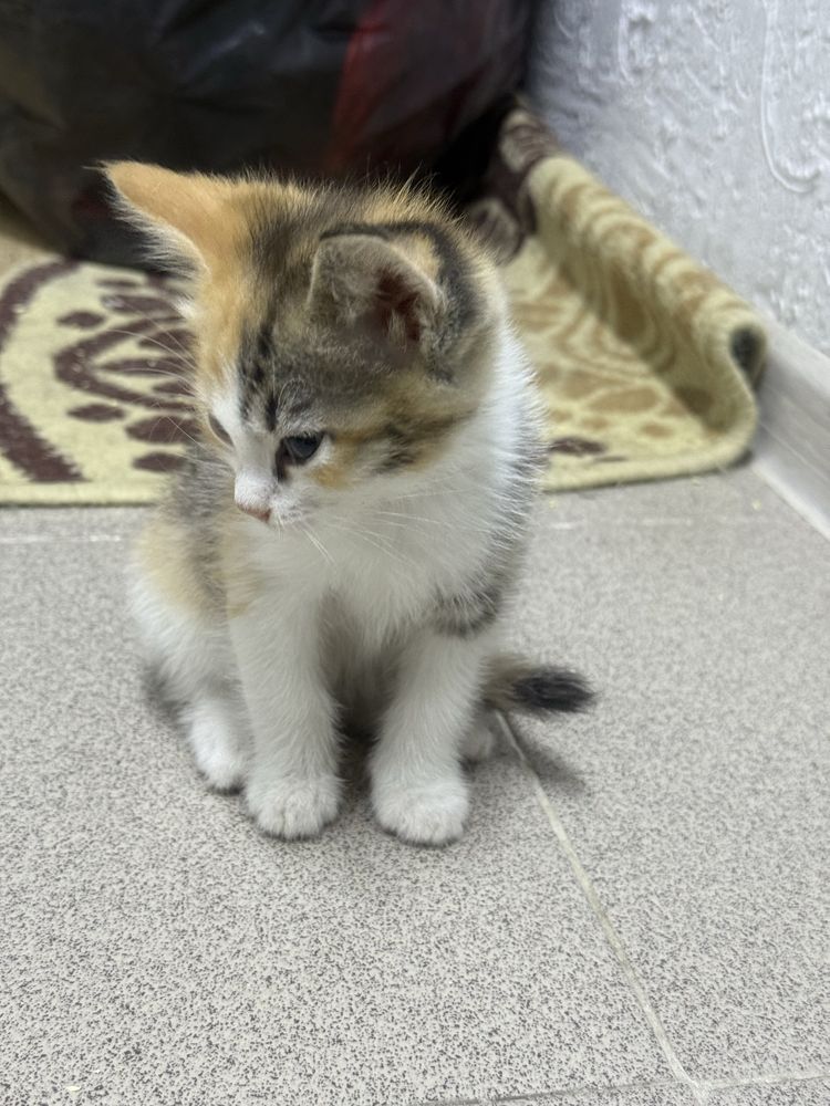 Котята, 2,5 месяца