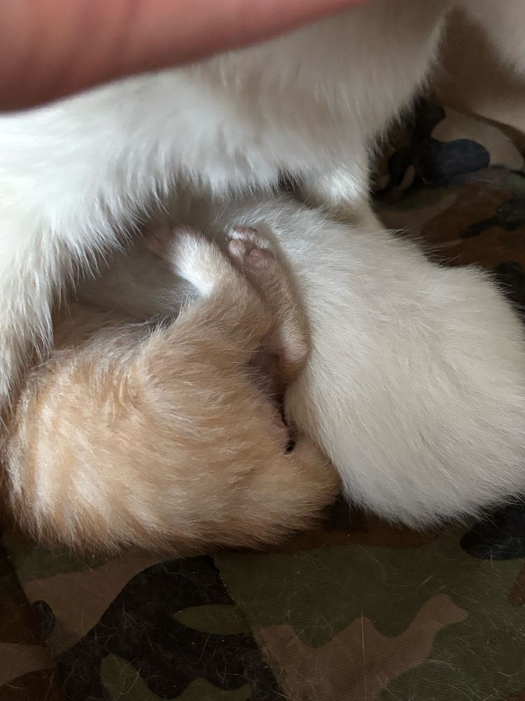 Отдам котят в добрые руки, цена символическая