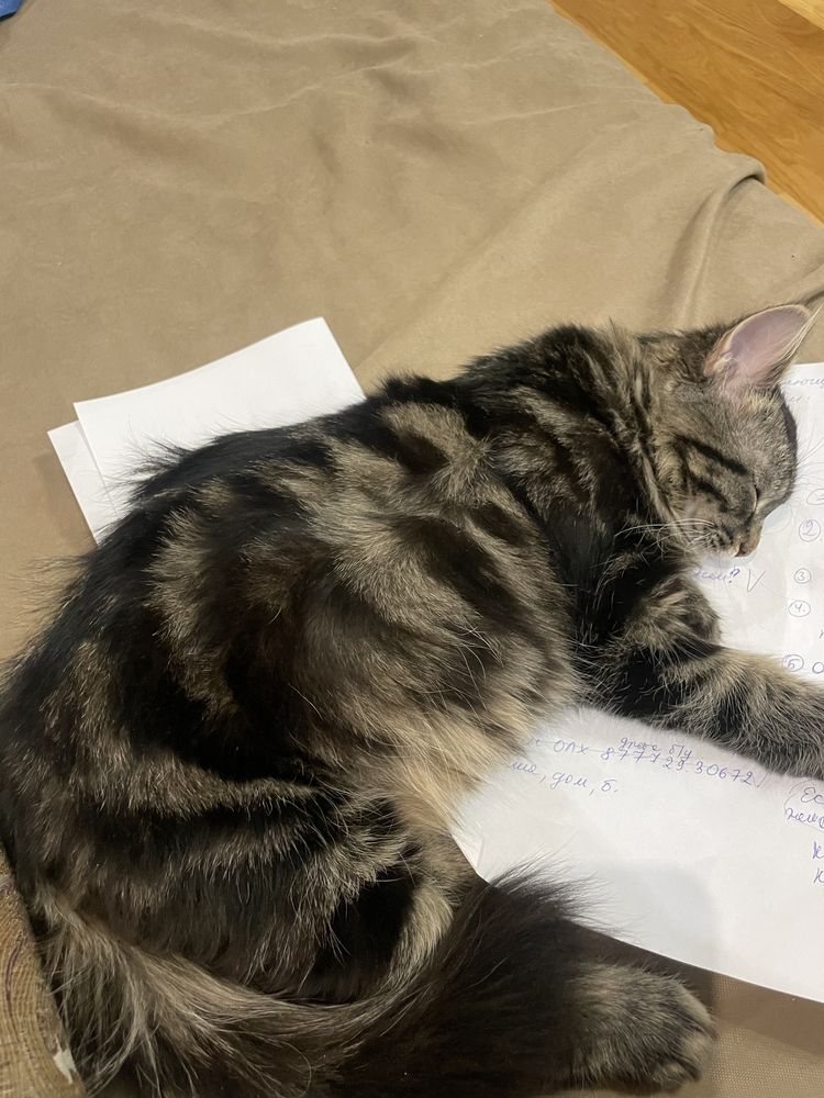 В добрые руки доверю кота и кошку