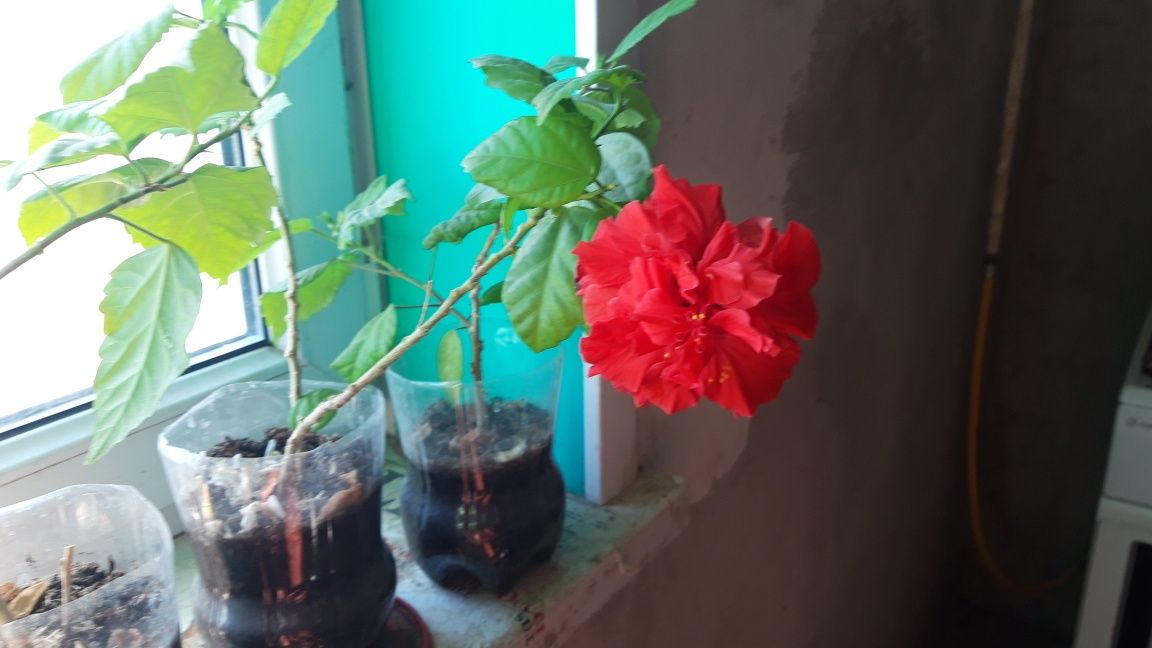 Продаются цветущие саженцы китайской розы.