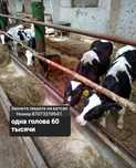 Продам бычков породы ангуст
