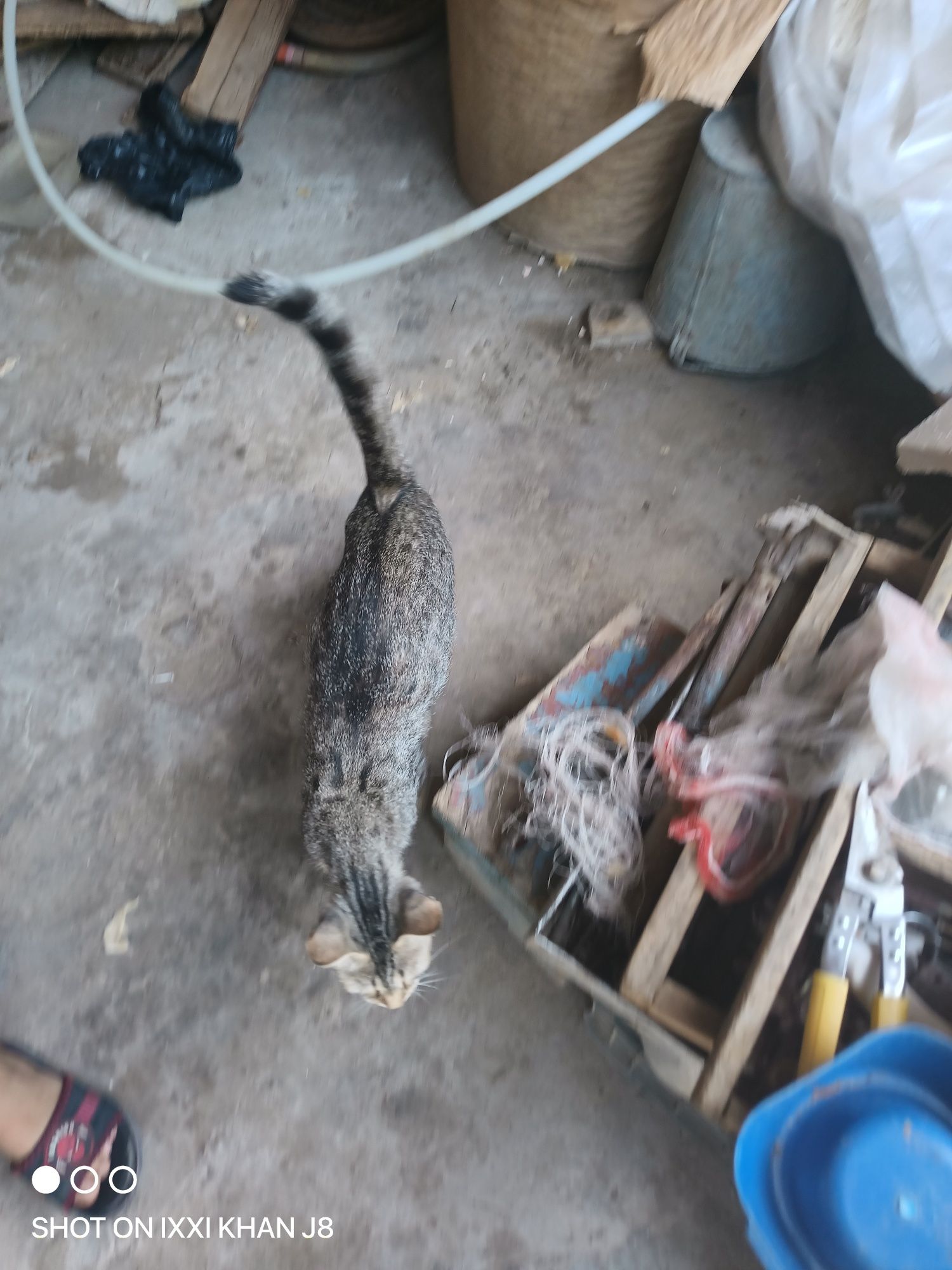 Кошка с котятами породистая