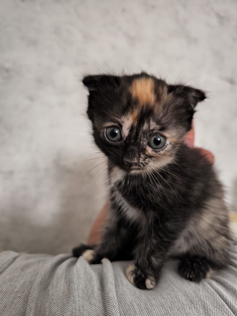 Отдам котенка и маму