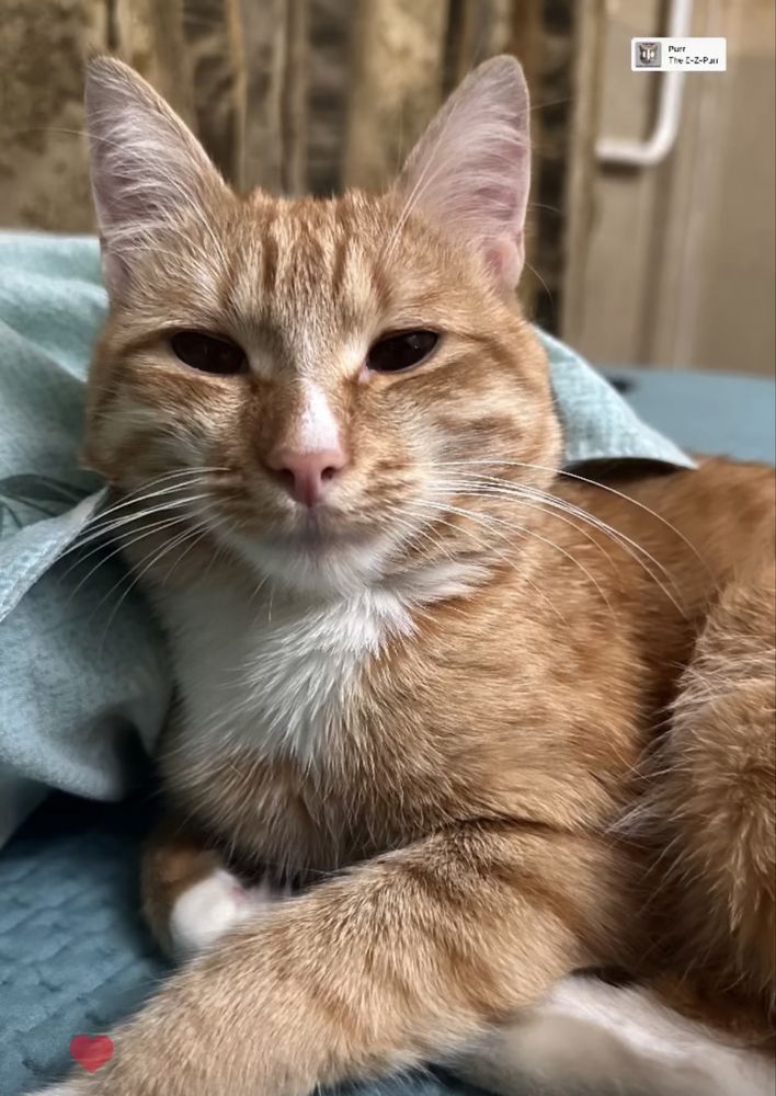 Отдам Милого кота в хорошие руки