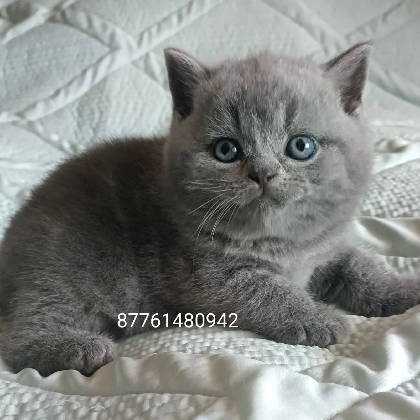 Британцы чистокровные