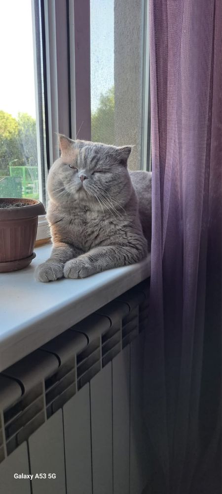 Шотландские вислоухие котята