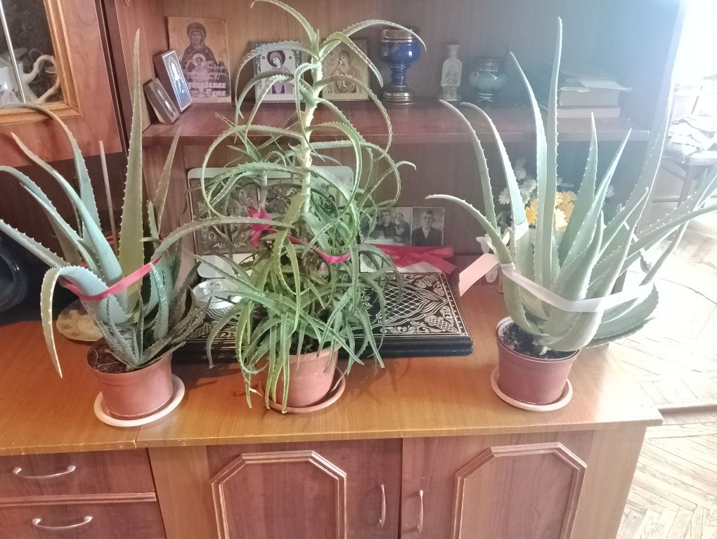 Распродажа растения Алое вера