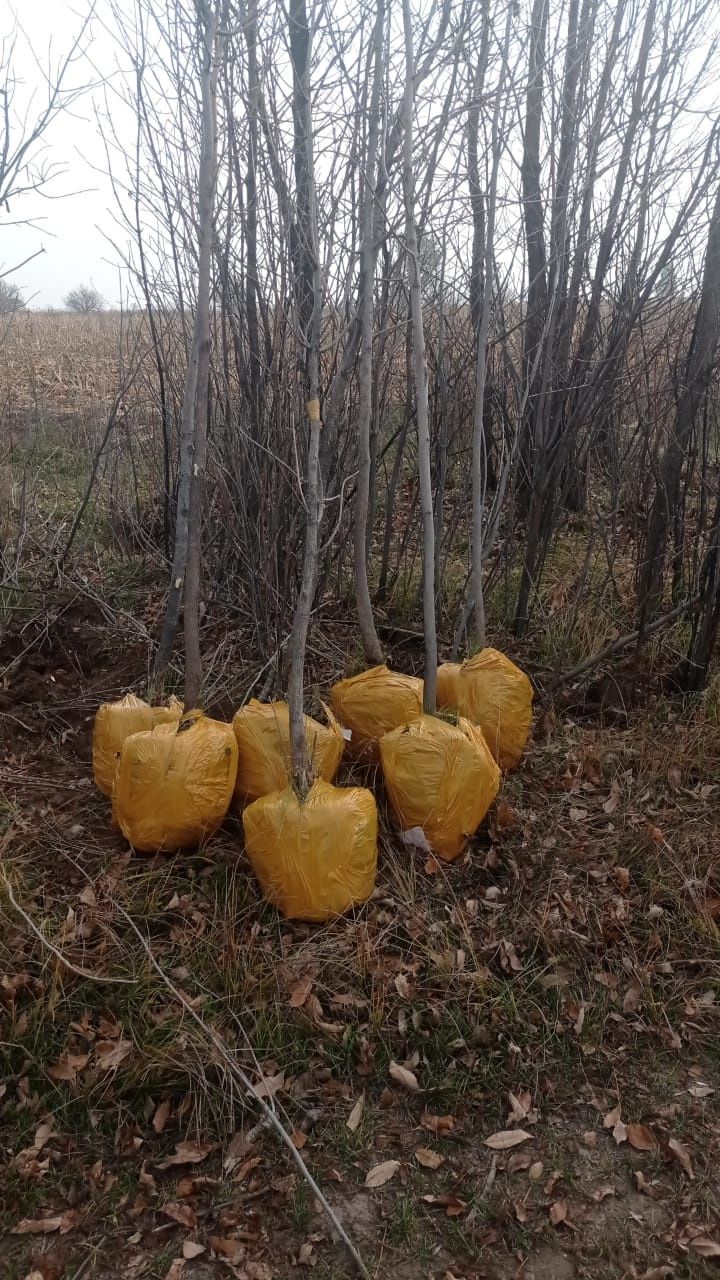 Декоративный Жеміс Кустарник кошетер бар