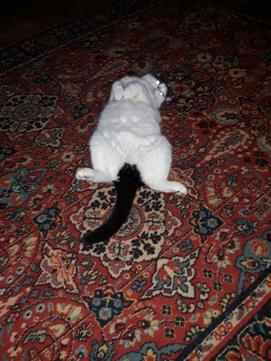 Кот кастрированный