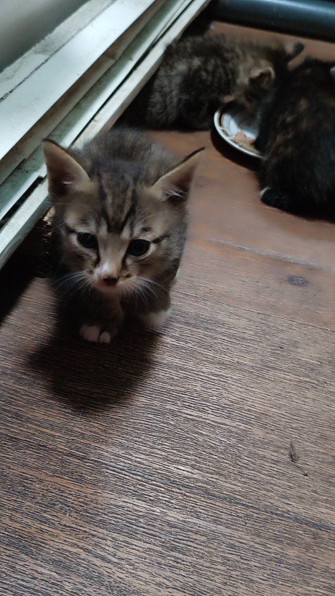 Котята отдам в хорошие руки
