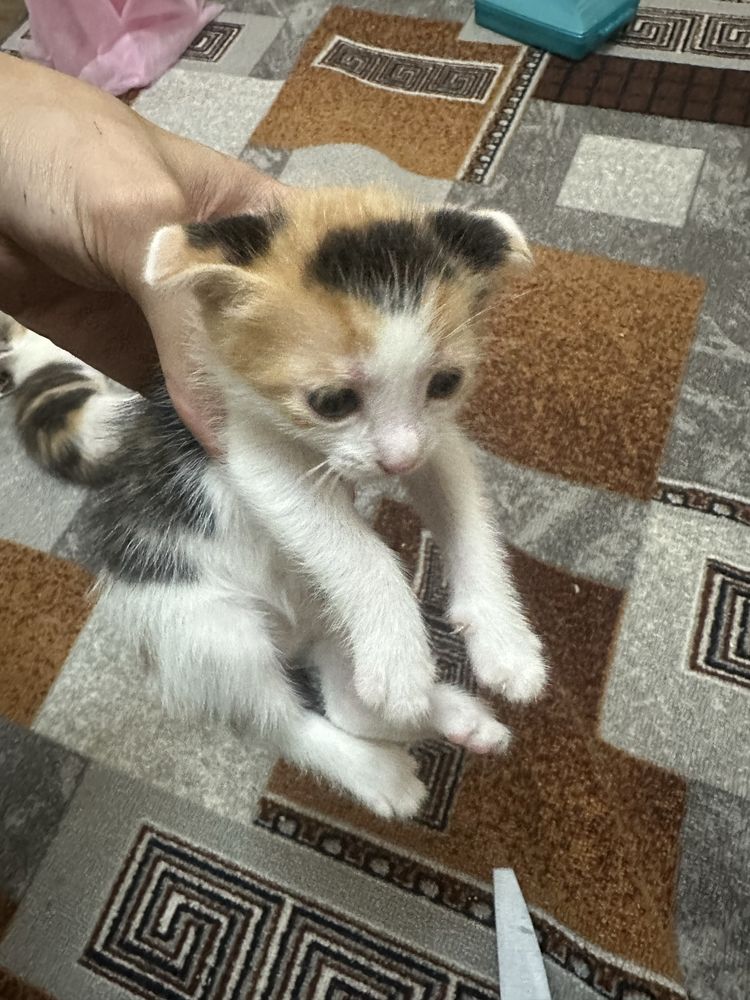 Котята вислоухие