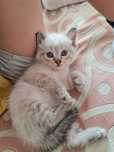 Котенок Мальчик, примерно 1 месяц