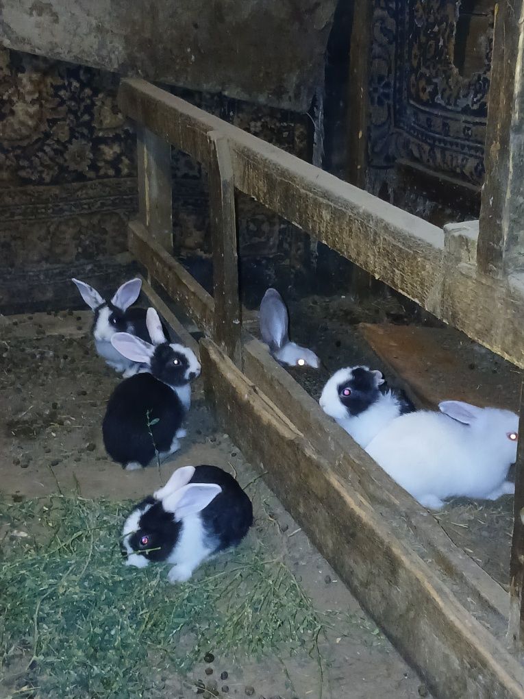 Продам домашний  кролик