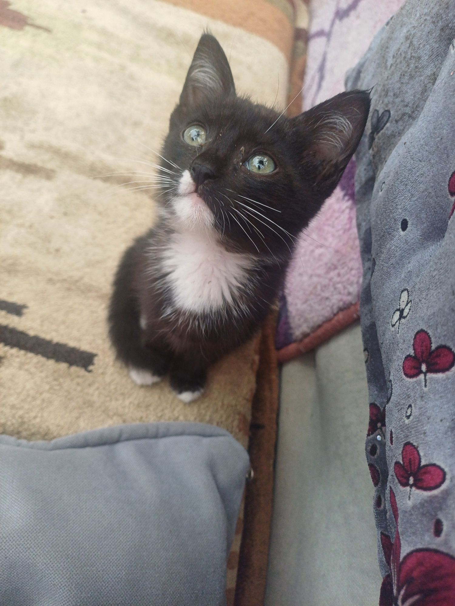 Котенок копманьен