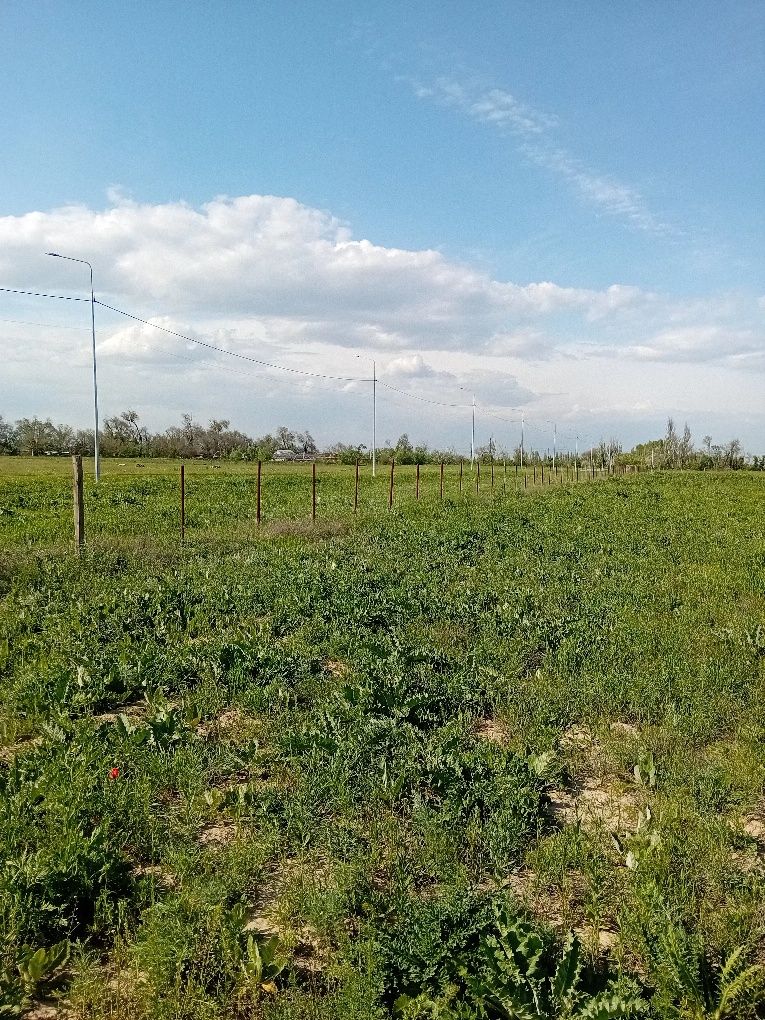 Чеснок зелённый, молодой.
