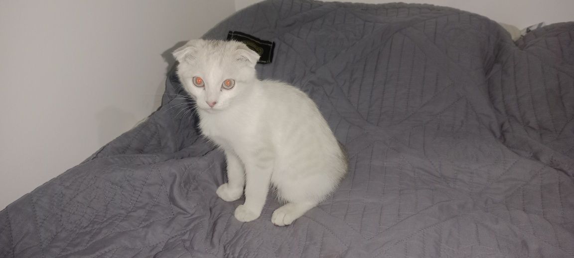 продам котёнка СРОЧНО,девочка