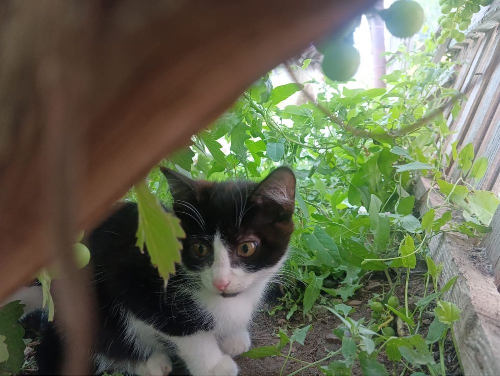 Котята ищут дом. Мальчики