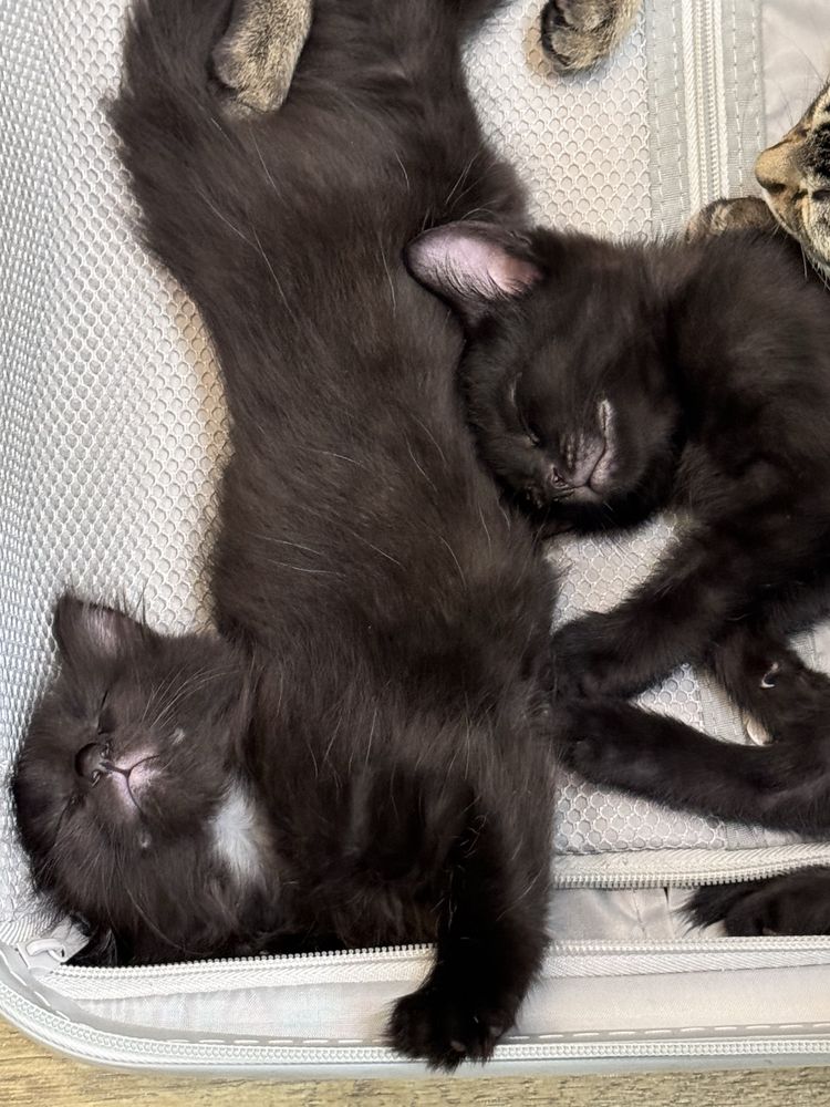 Отлам котят