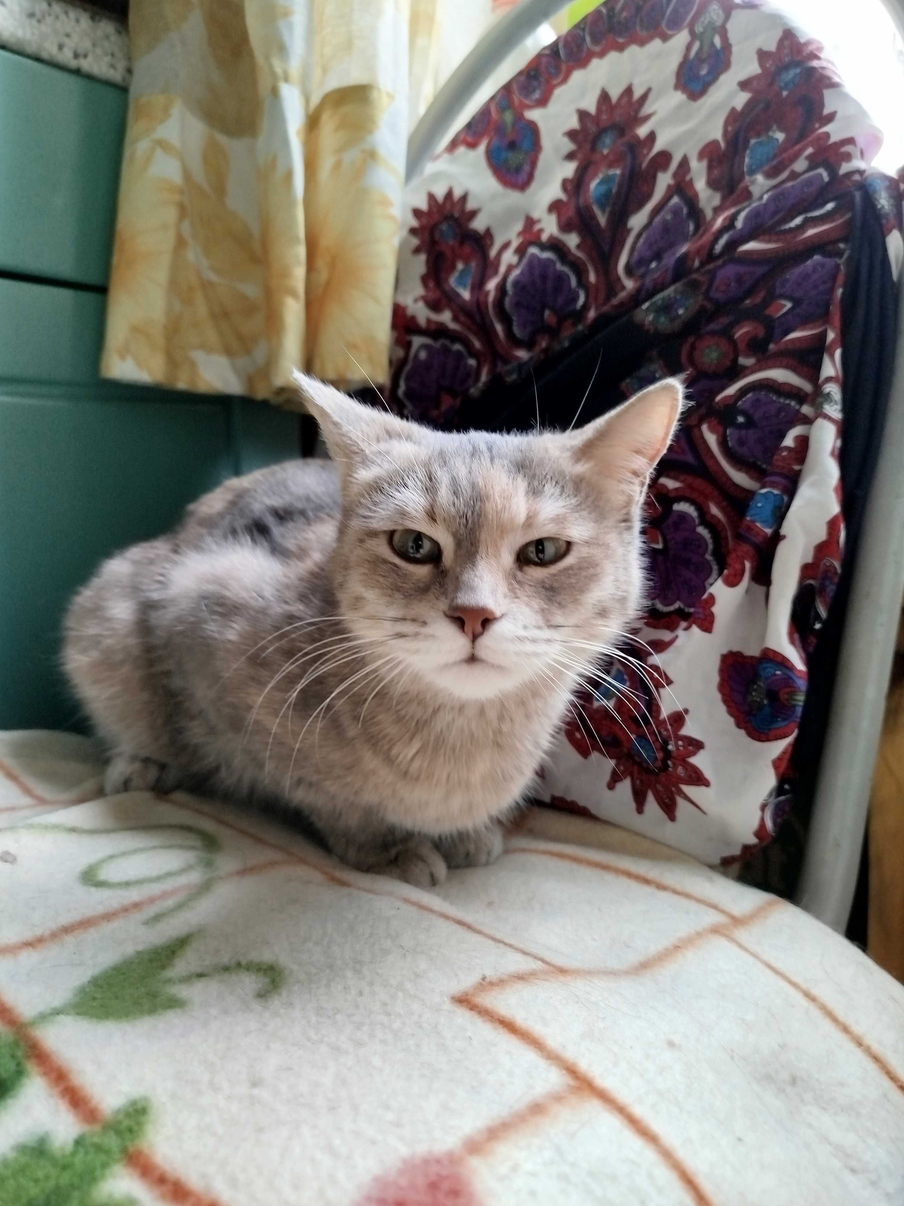 Кошку стерилизованную отдаю