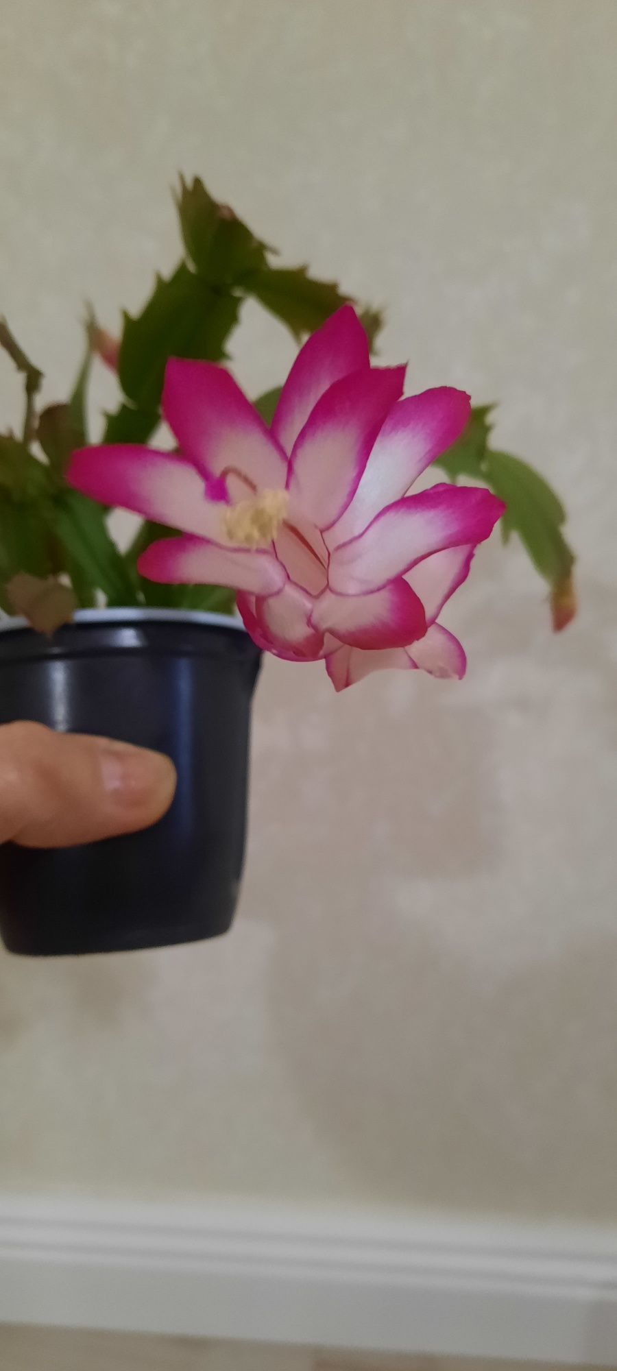 Продам Шлюмбергеру, цветет розовым как на фото 2.