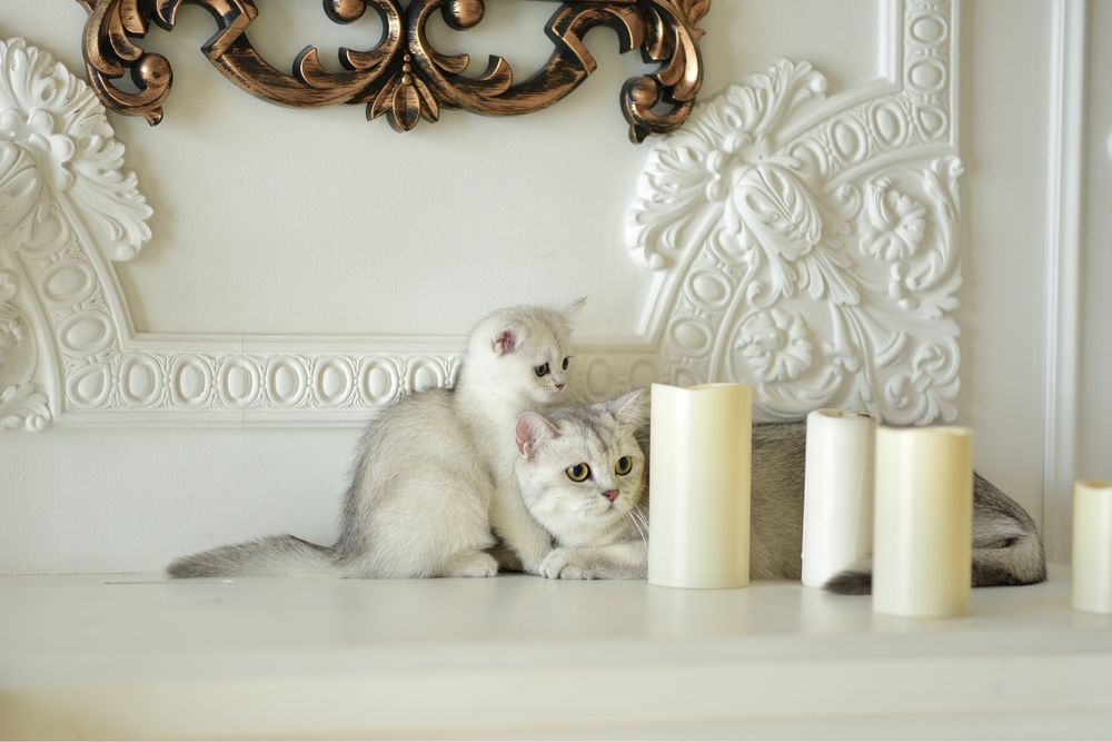 Продам британских котят