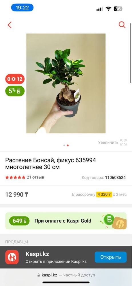 Фикус Микрокарпа Бонсай