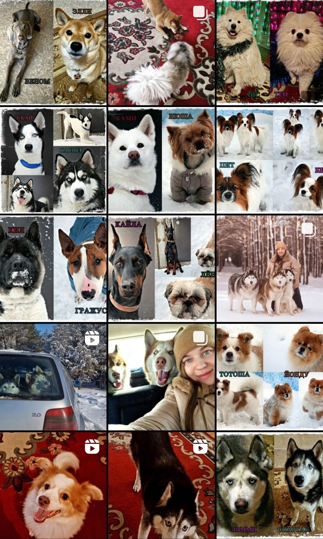 ПЕРЕДЕРЖКА СОБАК! Instagram: _husky_de_rox_