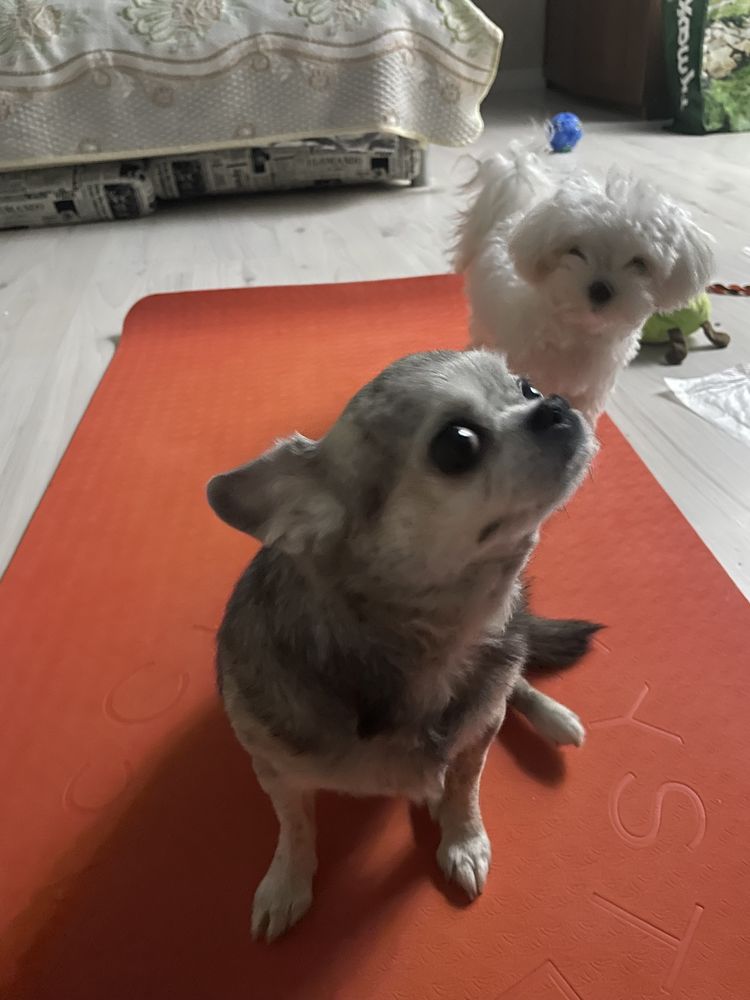 Передержка собак в квартире. От 3500 тг. Pet services Выгул собак