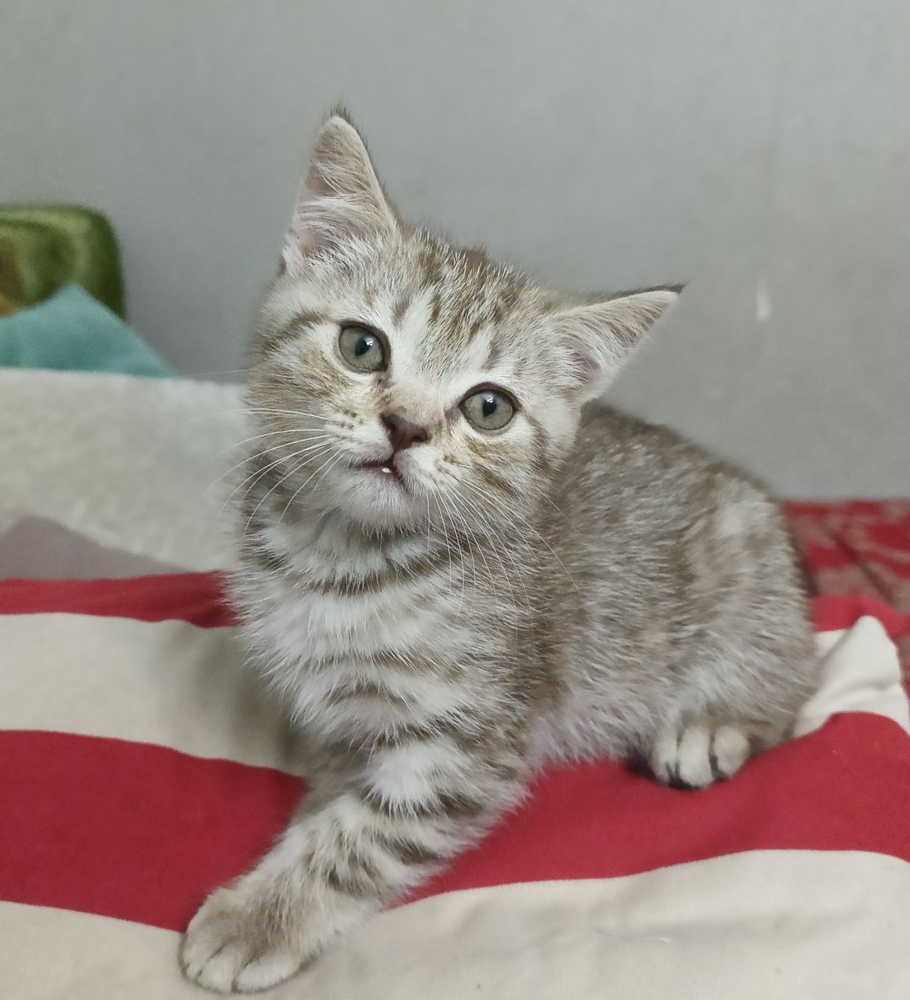 Котенок шотланщский продается