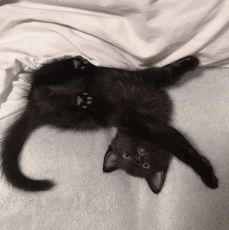 Котята домашние!