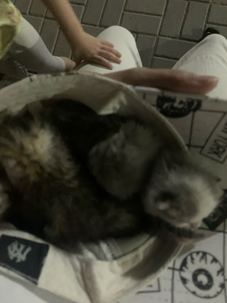 Отдам котенок , хорошенкийе