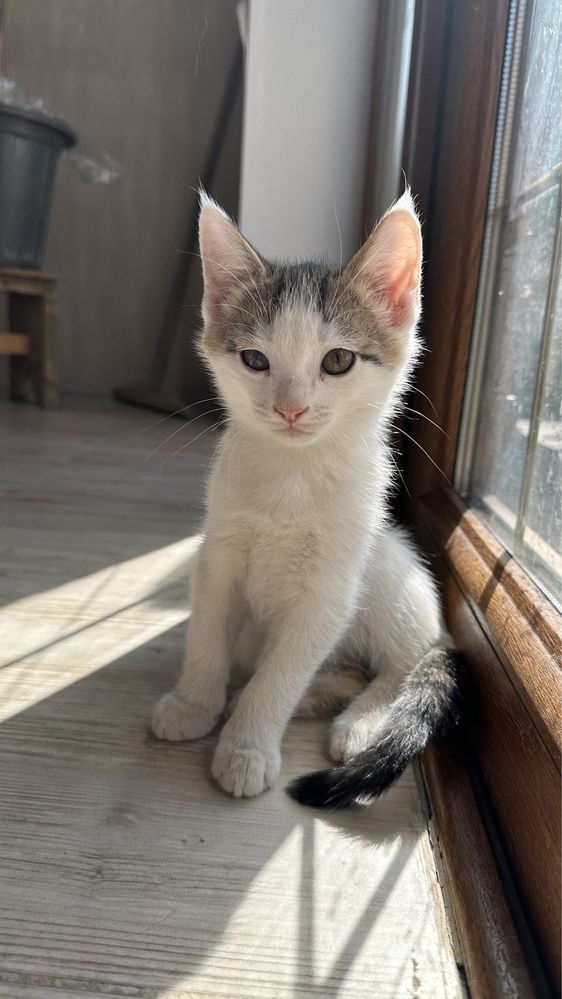 Котята мальчики