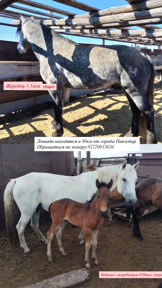 Продам кобылу с жеребенком и жеребца (торг)
