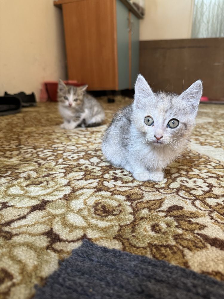 Отдам котят в хорошие руки