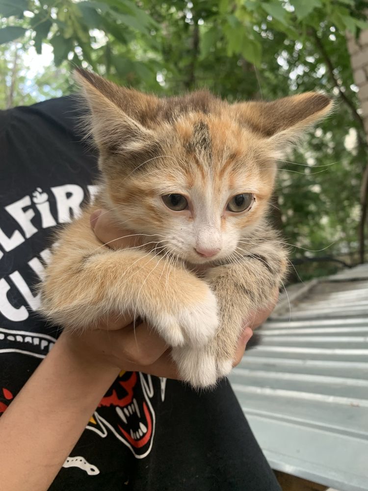 Бездомные котята с мамой кошкой