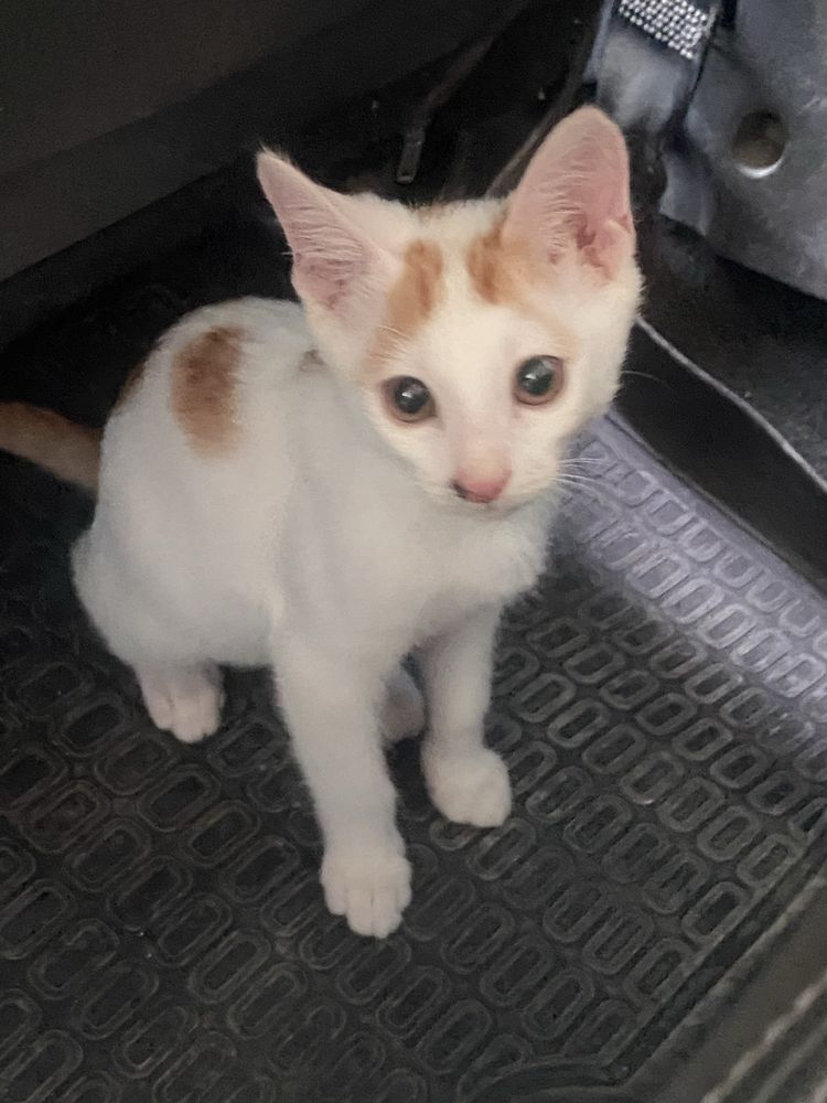 Котёнок в хорошии руки!