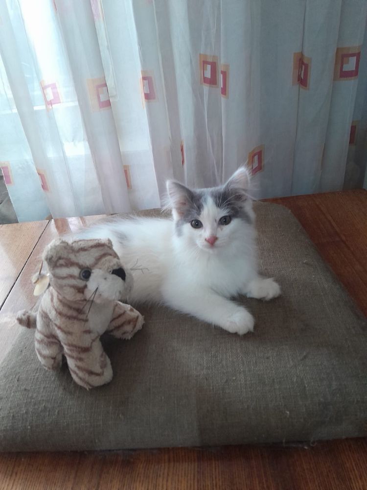 Отдам милых котеек