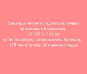 Рассада петунии.