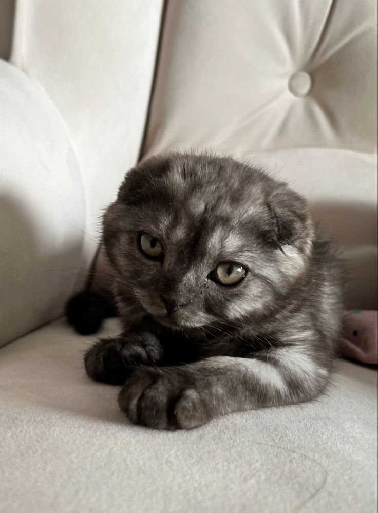 Котята шотландские вислоухие