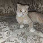 Кошка веслоуухоя