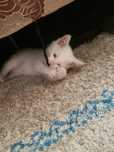 Котёнок белый мальчик  Алматы.  Айгерим 2