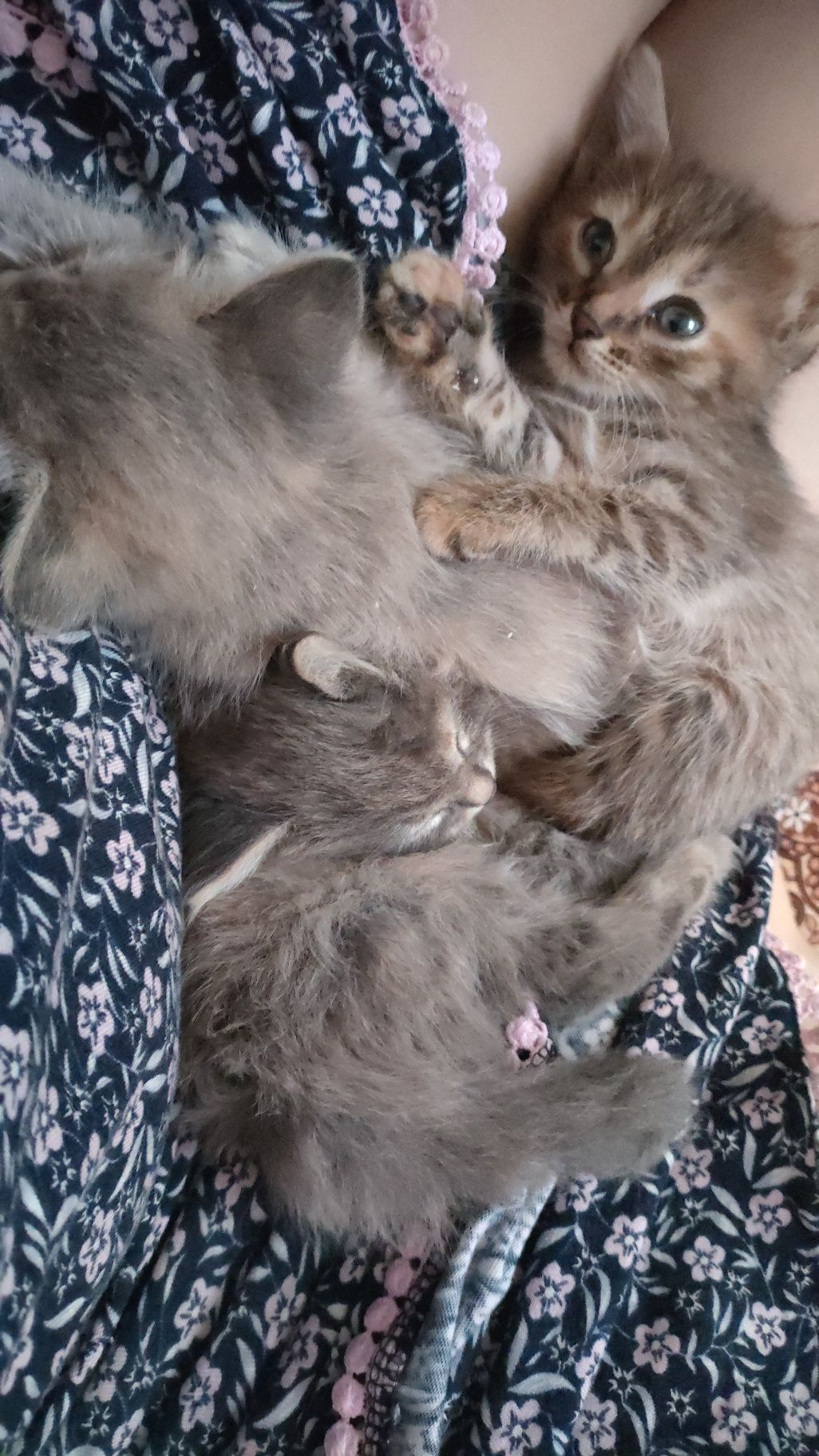 Котята в хорошие руки. Бесплатно