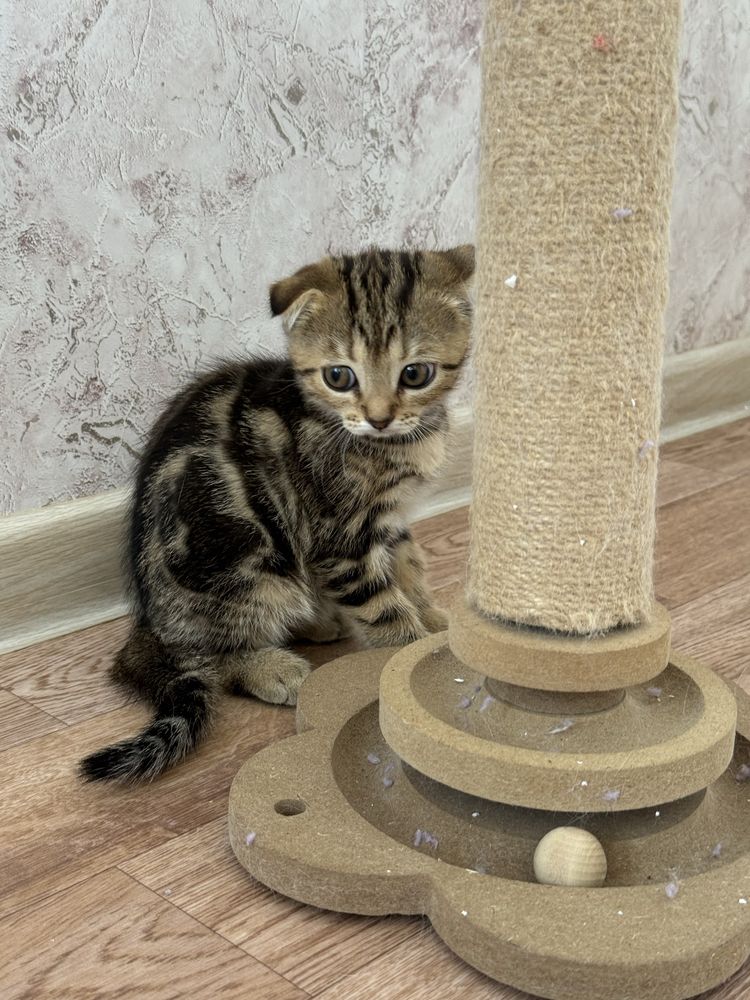 Шотландские котята ищут хозяев
